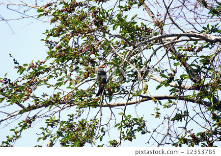 Mulberry and starling 12353785