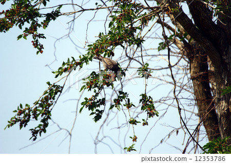 桑椹和椋鳥 12353786