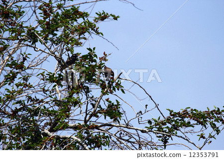 桑椹和椋鳥 桑椹和椋鳥 12353791