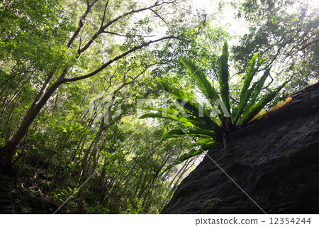 Yanbaru's forest · Otaniwatari Yanbaru's forest · Otaniwatari 12354244