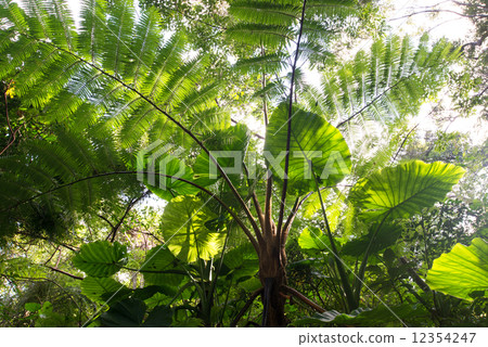 Yanbaru的森林·蜥蜴鷹和四邊形 12354247