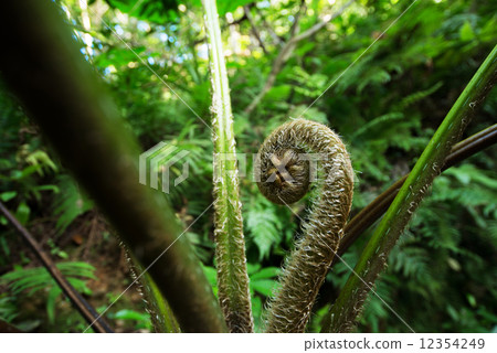 Yanbaru的森林·Lizard Hego 12354249