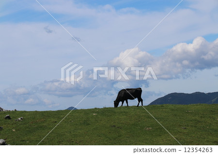 Shikoku Karst 's cow 12354263