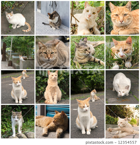Tabby cat standing on the stone wall. Tabby cat standing on the stone wall. 12354557