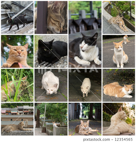 Cat lying on the wall. Cat lying on the wall. 12354565