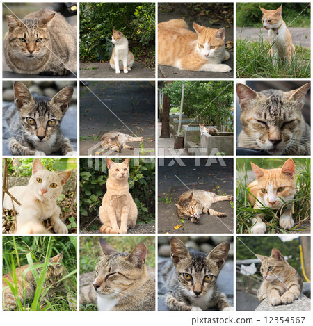 Tabby cat lying on the grassland. 12354567