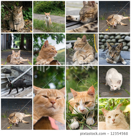 Stray tabby cat 12354568