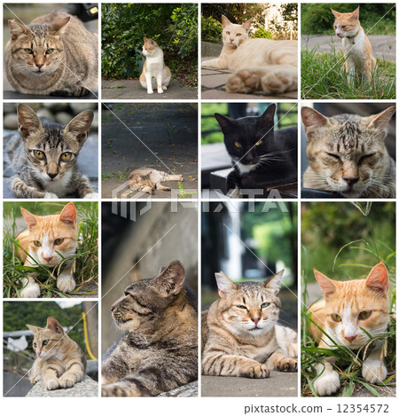 Cat lying on the wall. Cat lying on the wall. 12354572