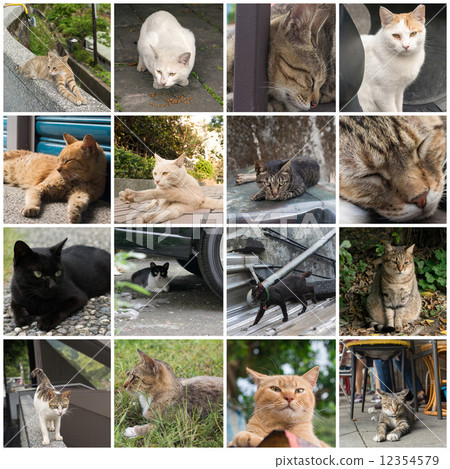 Tabby cat walking on the stone wall. Tabby cat walking on the stone wall. 12354579