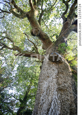 Tree of tree age 1000 years Temple temple [Akita prefecture] 12354724