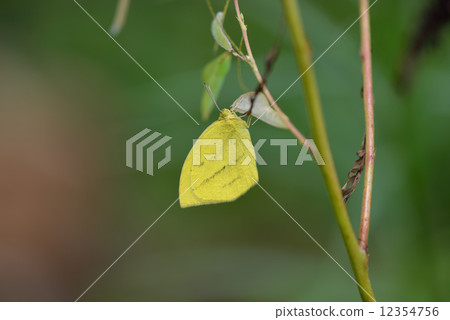 Zumaro Gijutsu immediately after emergence 12354756