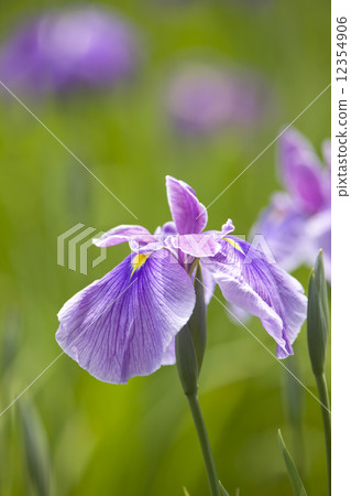 哈娜莎華 12354906