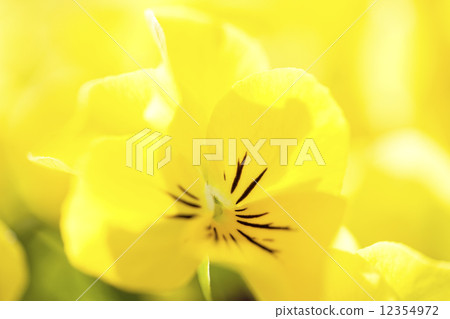 三色堇 三色堇 12354972