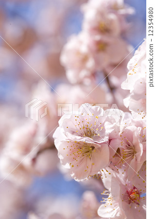 Plum blossom  12354980
