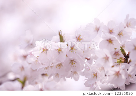櫻花 12355050