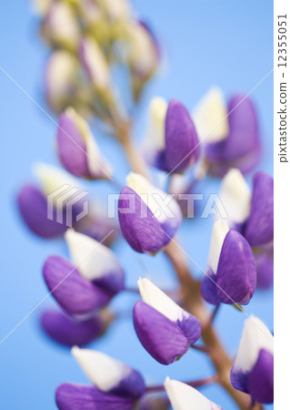 羅素盧平納斯 12355051