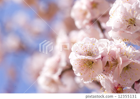 Plum blossom  12355131