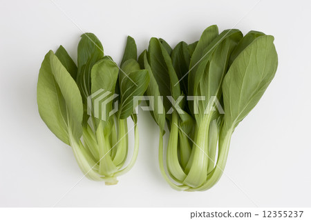 白菜 12355237