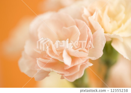Carnation Carnation 12355238