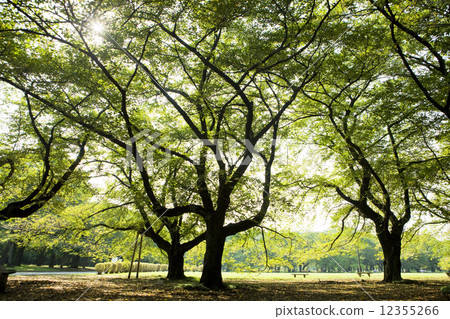 東京都小金井公園 12355266
