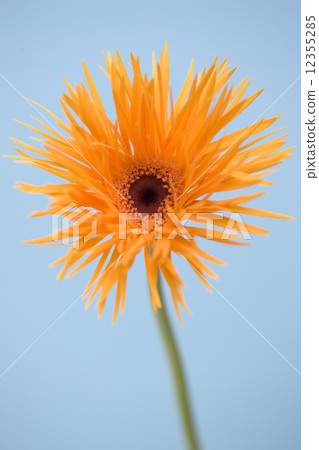 Gerbera flowers 12355285
