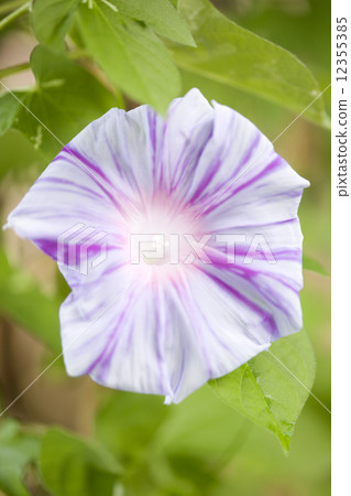 牽牛花花 12355385