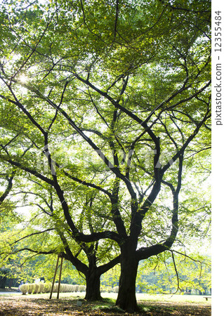 東京都小金井公園 12355484