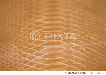 Snake skin Snake skin 12355510