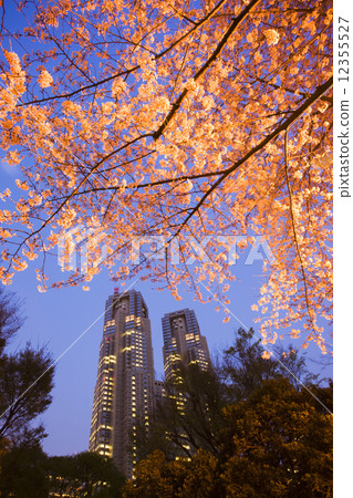 新宿中央公園的傍晚櫻花盛開 新宿中央公園的傍晚櫻花盛開 12355527