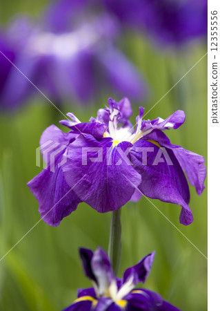 哈娜莎華 哈娜莎華 12355556