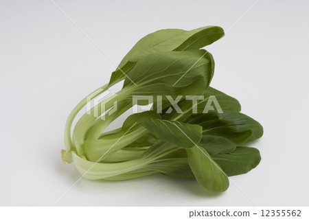 白菜 12355562