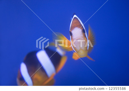 Anemone fish 12355586