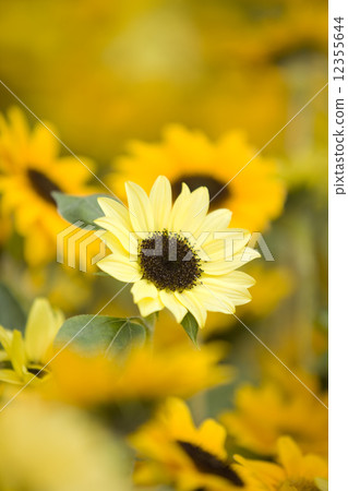 Sun Flower  12355644