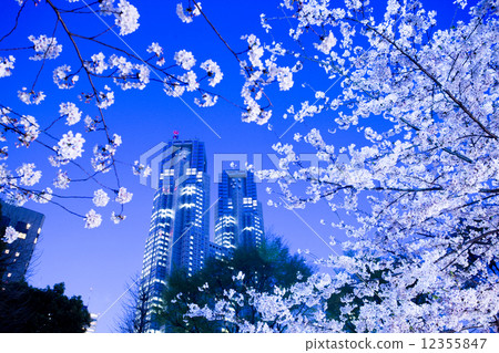 Shinjuku Central Park's evening cherry blossoms Shinjuku Central Park's evening cherry blossoms 12355847