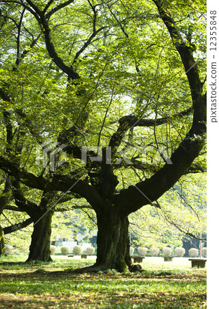 東京都小金井公園 12355848