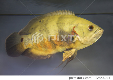 Astro-noatus 12356024