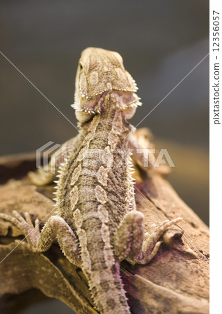 Hoop bearded lizard Hoop bearded lizard 12356057