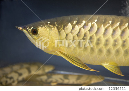 asian arowana 12356211