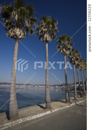 湘南地震海岸 12356229