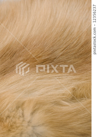 Fox fur 12356237