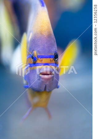 Wanukeyakko 12356258