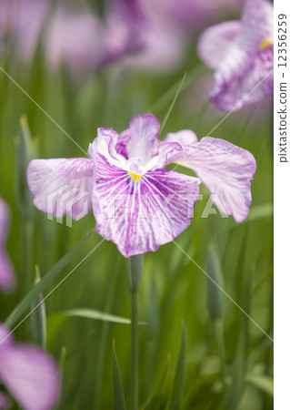 哈娜莎華 12356259