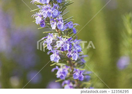 迷迭香花 12356295