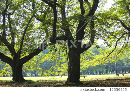 Tokyo Metropolitan Koganei Park Tokyo Metropolitan Koganei Park 12356325