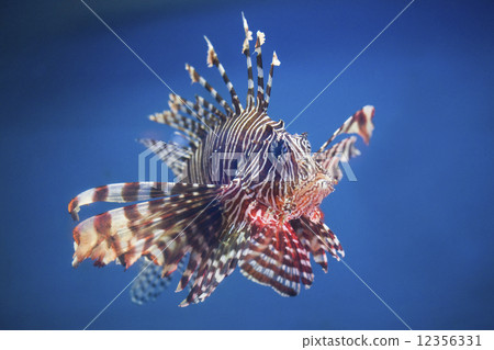 Lionfish 12356331