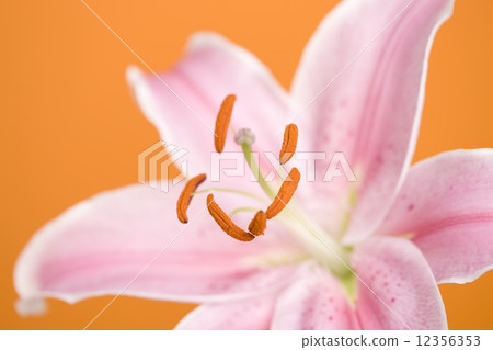 Lily flower 12356353