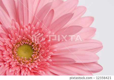 非洲菊花 非洲菊花 12356421