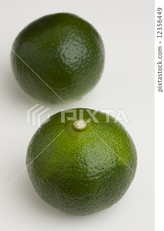 扁實檸檬 扁實檸檬 12356449