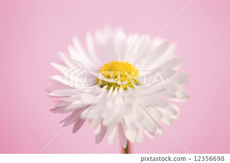 瑪格麗特 12356698