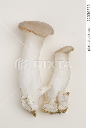 king oyster mushroom 12356733